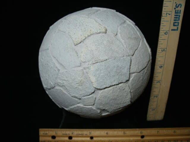 Reconstructed Whole Saltasaurus Dinosaur Egg   (088024a)) - Image 6
