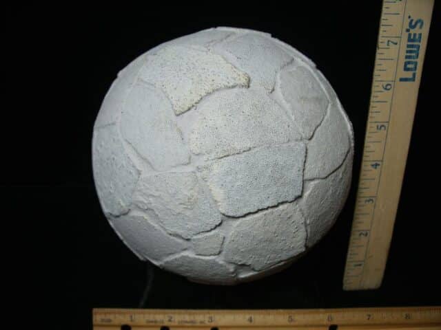 Reconstructed Whole Saltasaurus Dinosaur Egg   (088024a)) - Image 5