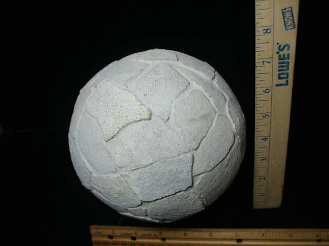 Reconstructed Whole Saltasaurus Dinosaur Egg   (088024a)) - Image 4