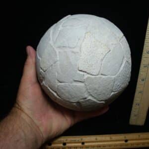 Reconstructed Whole Saltasaurus Dinosaur Egg   (088024a))