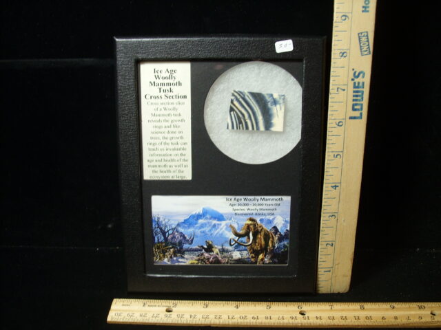 Authentic Woolly Mammoth Tusk Cross Section (032525c) - Image 3
