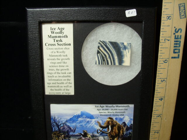 Authentic Woolly Mammoth Tusk Cross Section (032525c)