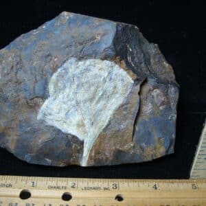 Fossil Ginkgo Leaf (081324a)