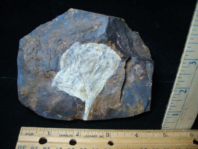 Fossil Ginkgo Leaf (081324a)
