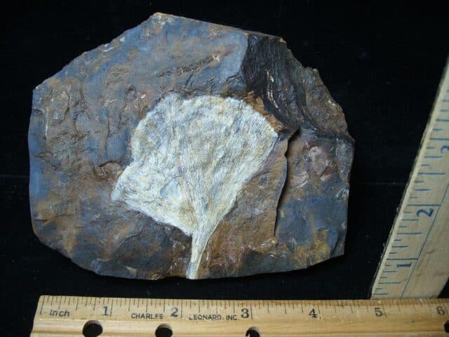 Fossil Ginkgo Leaf (081324a) - Image 2