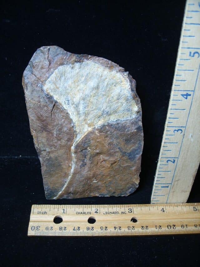 Fossil Ginkgo Leaf (081324b)
