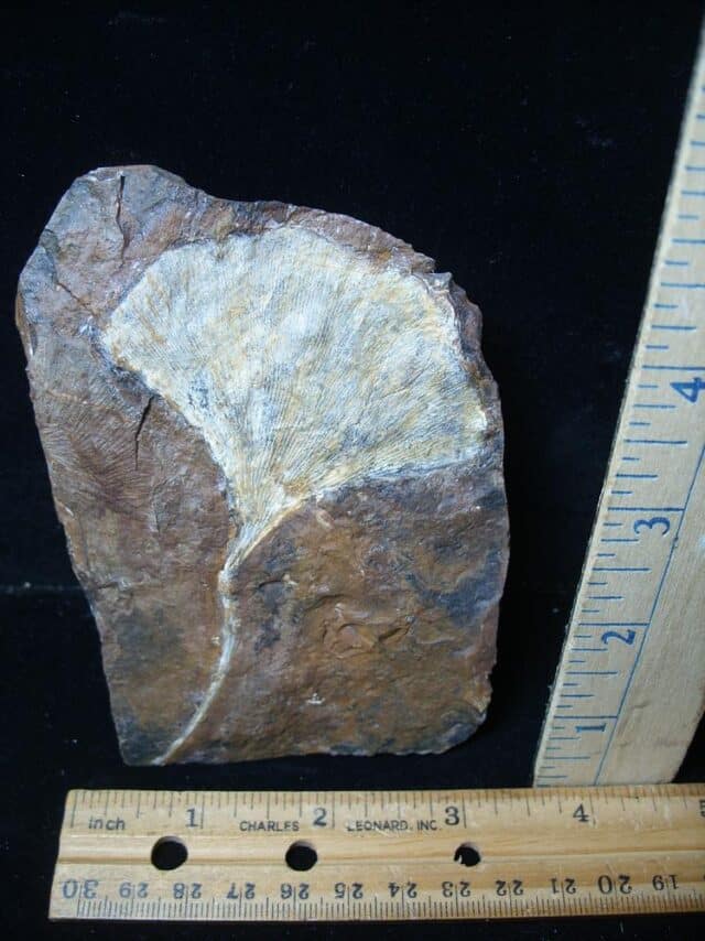 Fossil Ginkgo Leaf (081324b) - Image 2