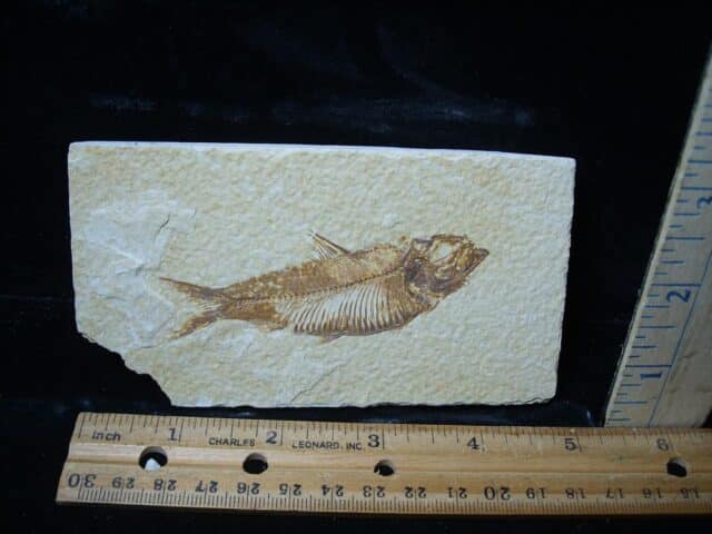 Fossilized “Green River” Fish (081324c)