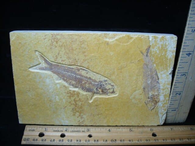 Fossilized “Green River” Fish (081324d)
