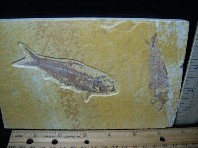 Fossilized “Green River” Fish (081324d) - Image 2