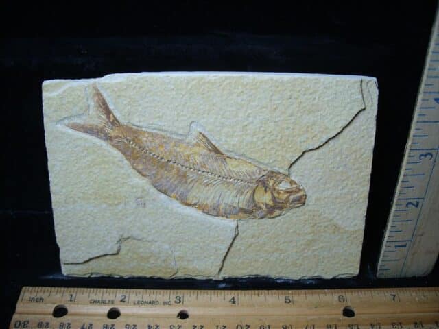 Fossilized “Green River” Fish (081324e)
