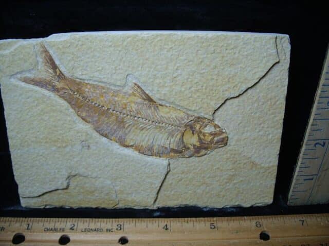 Fossilized “Green River” Fish (081324e) - Image 2