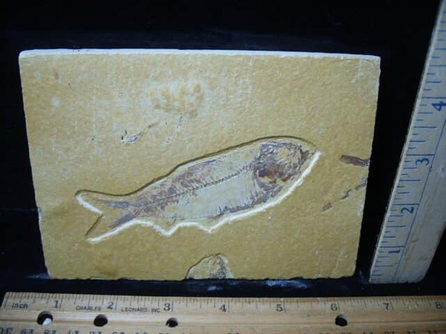 Fossilized “Green River” Fish (081324f)