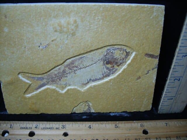 Fossilized “Green River” Fish (081324f) - Image 2