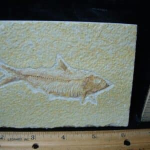 Fossilized “Green River” Fish (081324g)