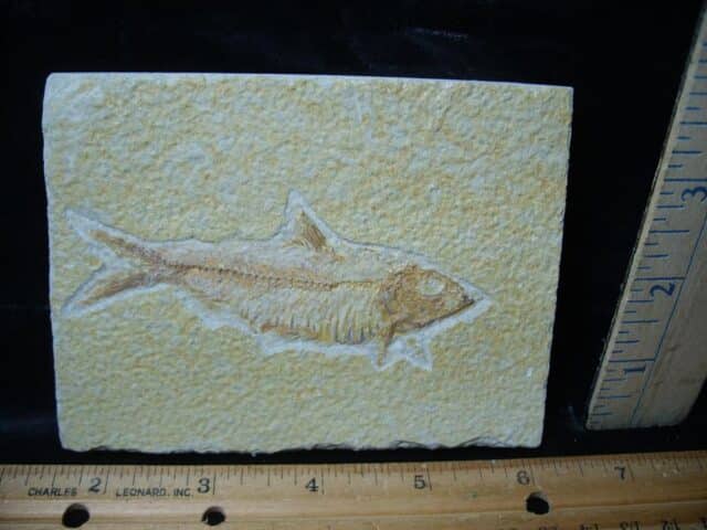 Fossilized “Green River” Fish (081324g)