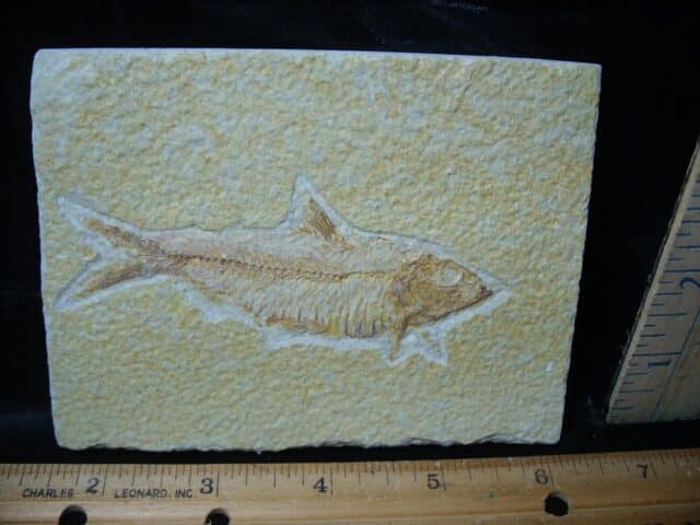 Fossilized “Green River” Fish (081324g) - Image 2