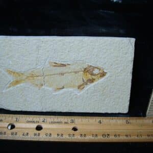 Fossilized “Green River” Fish (081324j)