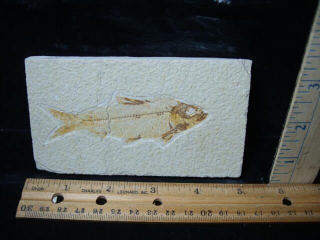 Fossilized “Green River” Fish (081324j)