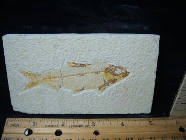 Fossilized “Green River” Fish (081324j) - Image 2