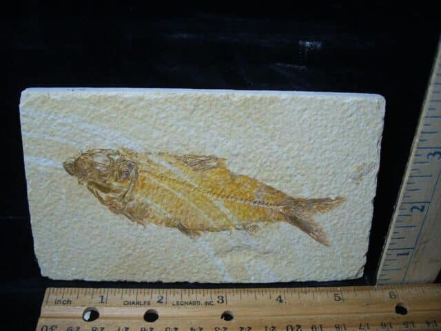 Fossilized “Green River” Fish (081324k)