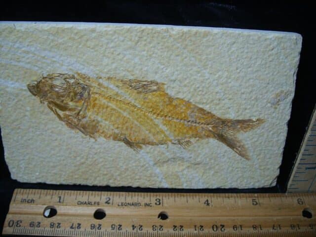 Fossilized “Green River” Fish (081324k) - Image 2