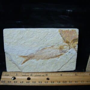 Fossilized “Green River” Fish (081324m)