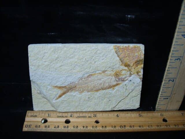 Fossilized “Green River” Fish (081324m)