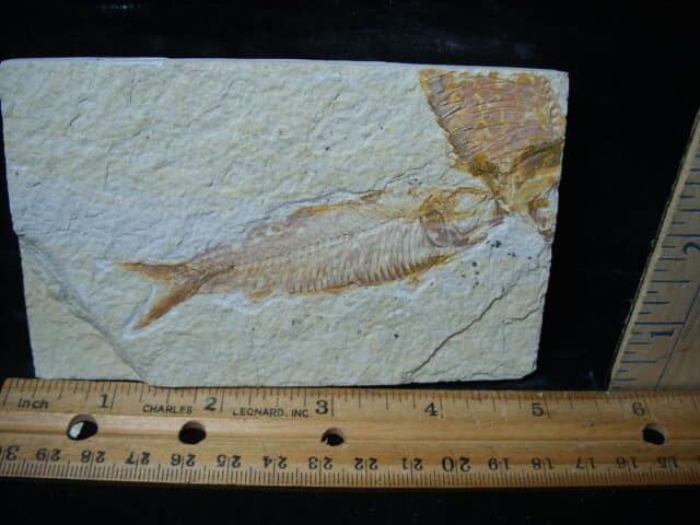 Fossilized “Green River” Fish (081324m) - Image 2