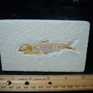 Fossilized “Green River” Fish (081324n)