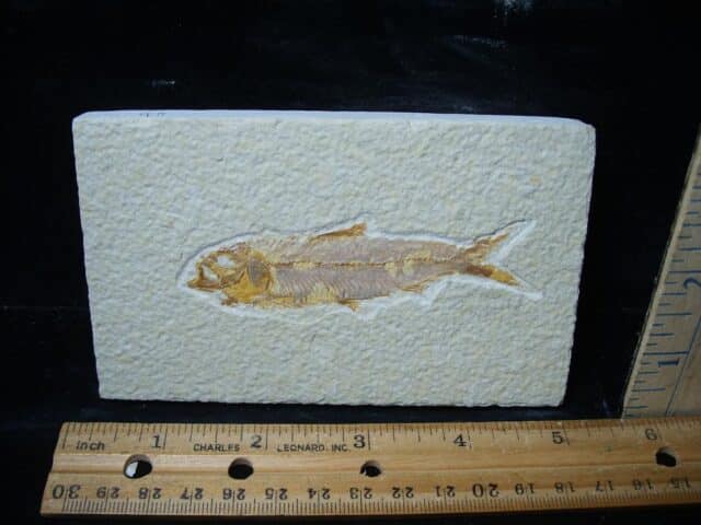 Fossilized “Green River” Fish (081324n)