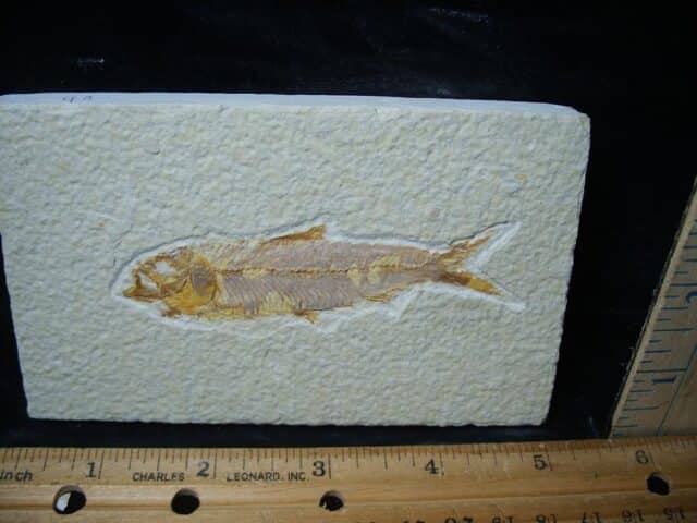 Fossilized “Green River” Fish (081324n) - Image 2