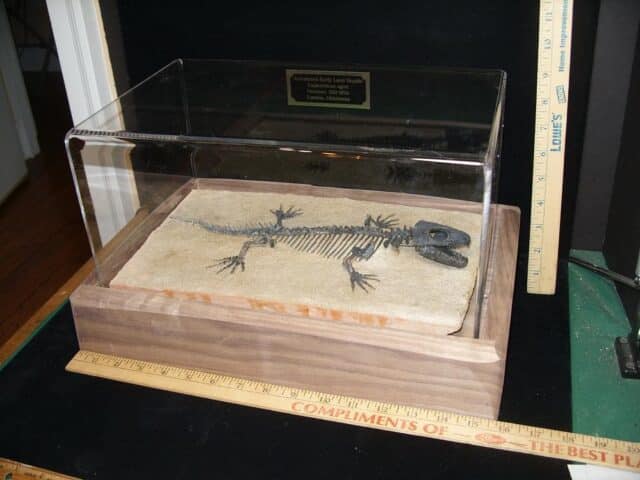 Captorhinus Permian Reptile Skeleton (089124b)