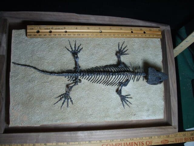 Captorhinus Permian Reptile Skeleton (089124b) - Image 2