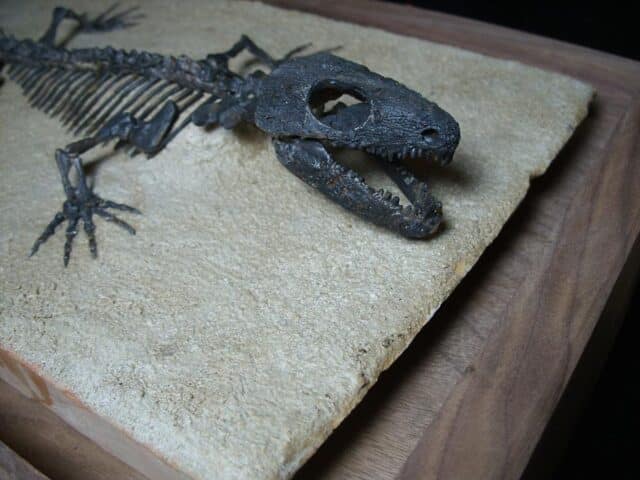 Captorhinus Permian Reptile Skeleton (089124b) - Image 3