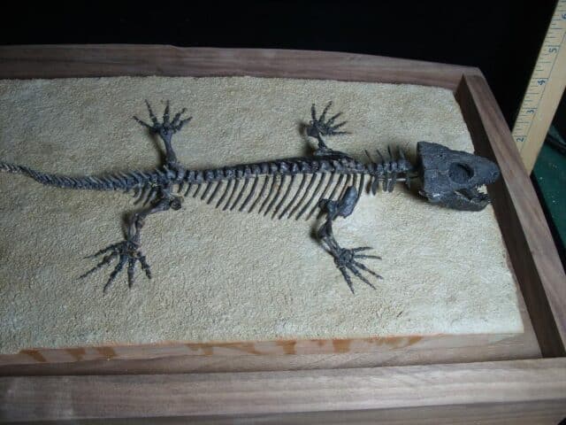 Captorhinus Permian Reptile Skeleton (089124b) - Image 4