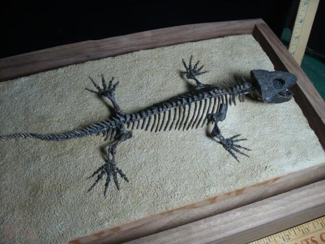 Captorhinus Permian Reptile Skeleton (089124b) - Image 5