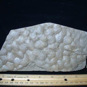 Stromatolite/Microbial Mat (050224e)