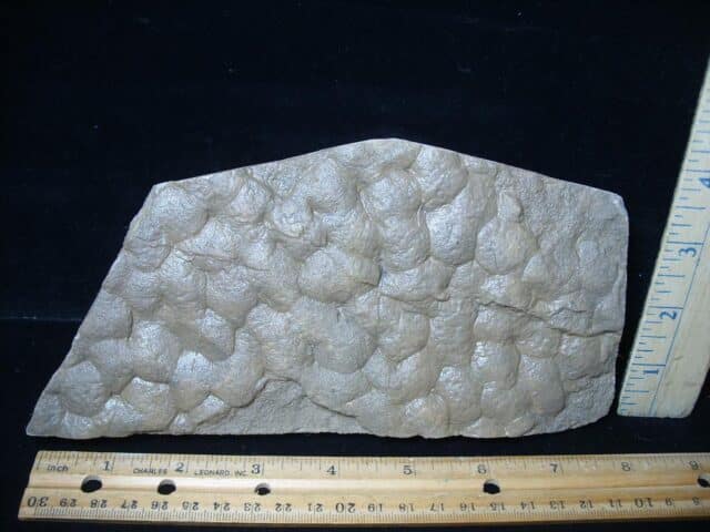 Stromatolite/Microbial Mat (050224e)