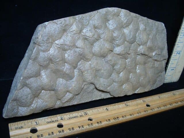 Stromatolite/Microbial Mat (050224e) - Image 2