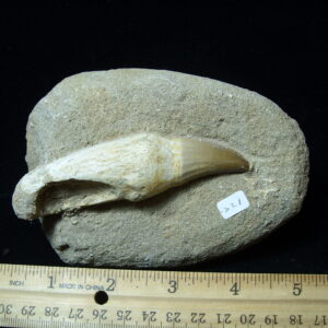 Mosasaur Tooth in Rock (032125a)