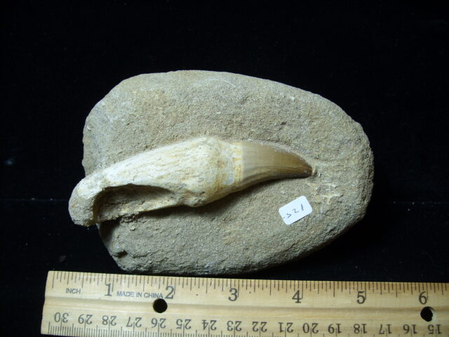 Mosasaur Tooth in Rock (032125a)
