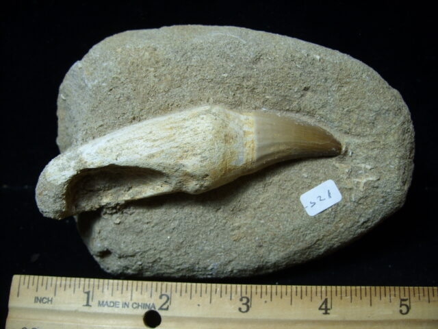Mosasaur Tooth in Rock (032125a) - Image 3