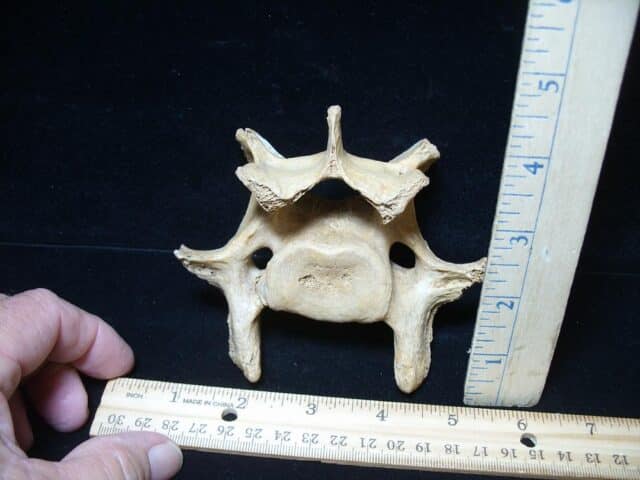Fossilized Cave Bear Back Vertebra (101324b)