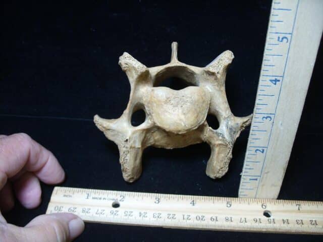 Fossilized Cave Bear Back Vertebra (101324b) - Image 2