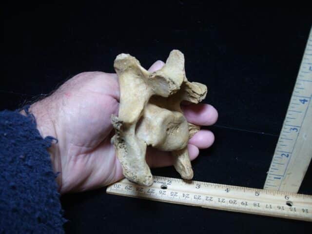 Fossilized Cave Bear Back Vertebra (101324b) - Image 3