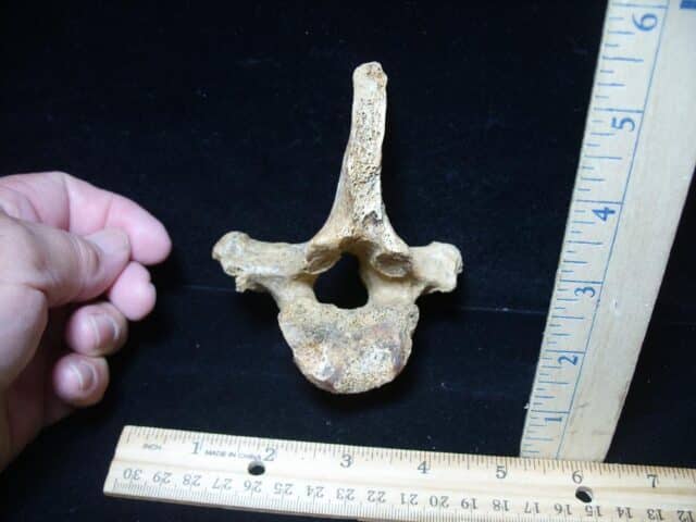 Fossilized Cave Bear Back Vertebra (101324c)