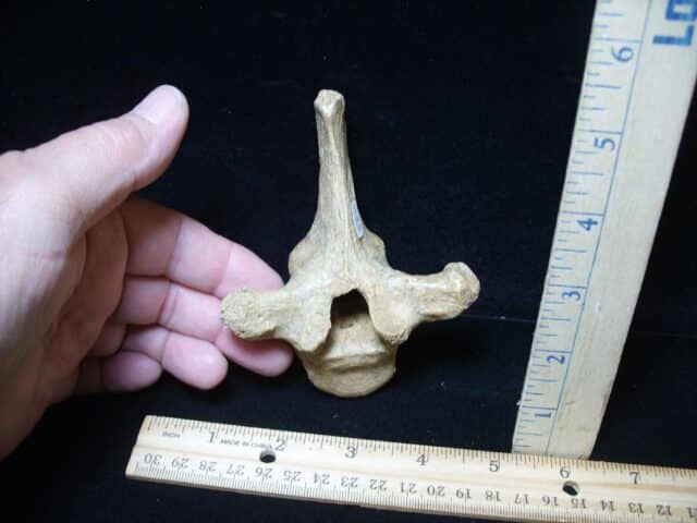 Fossilized Cave Bear Back Vertebra (101324c) - Image 2