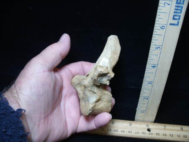 Fossilized Cave Bear Back Vertebra (101324c) - Image 3
