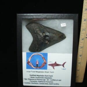 Megalodon Shark Tooth (110924c)